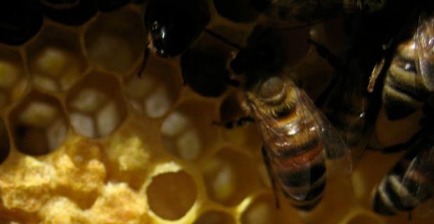 Honey Bee Factoids