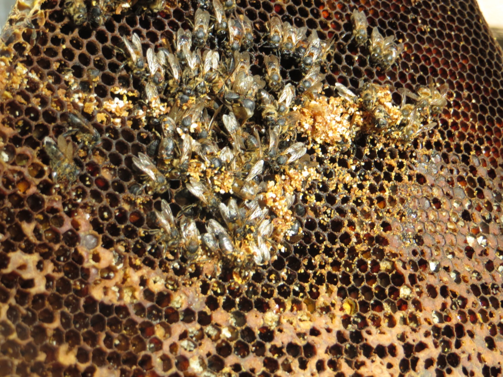 Bee Remnants – Empty Hive | Ever Growing Farm