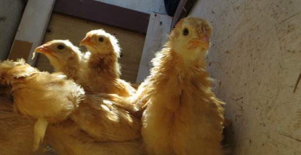 Transitional (Chick) Housing