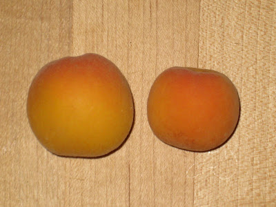 Apricot Bounty