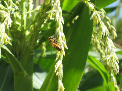 Sweet Corn & Honey Bees