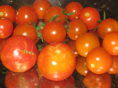 Winter Tomatoes