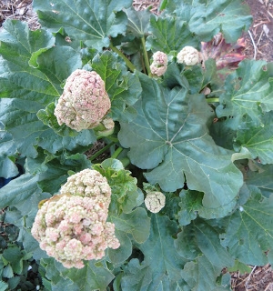 Rhubarb Flowers