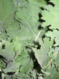 Spinach & Kale Preservation