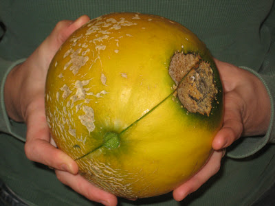 Mystery Melon
