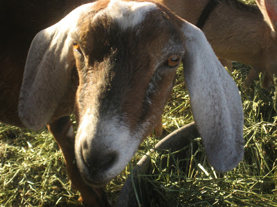 Goat Share – Conclusion