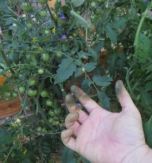 Tomato Pruning