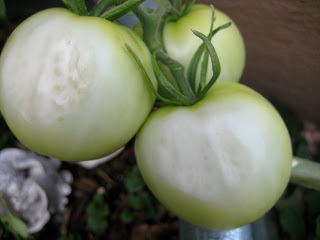See-Through Tomatoes?!?