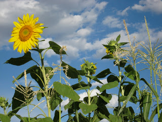 Sunflower Thief