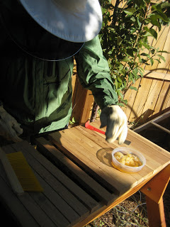 Preparing the Bees for Hibernation