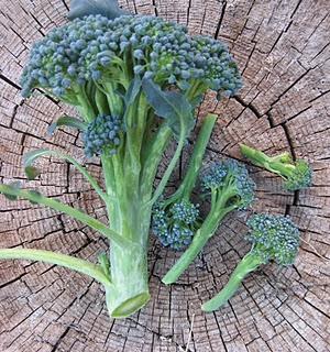 Harvesting Broccoli