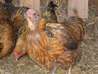 The Chickens are Molting!?! Now What?