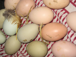Dirty Eggs & Cute Chickens