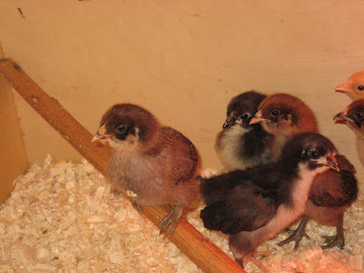 Chick Roosting