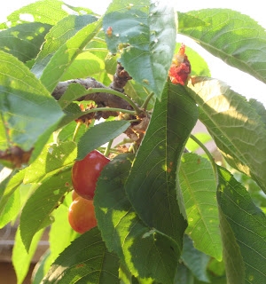 Cherry Carnage & Strawberry Protection