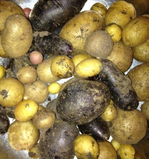 The Not-So-Great Potato Harvest