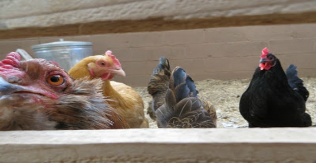 Backyard Chickens (Keeping & Care)