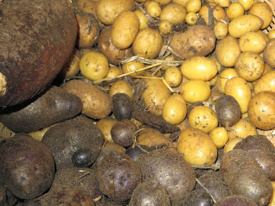 2013 Potato Harvest