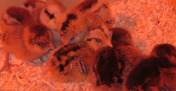 Backyard Chickens 101 – Chick Care