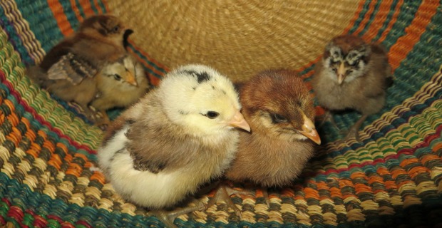 Cute Chicks
