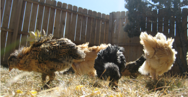 Backyard Chickens 101 – Questions to Ask Yourself Before Jumping In!