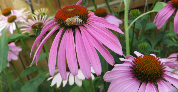 Sowing, Growing, and Harvesting Echinacea