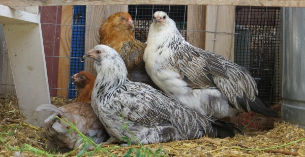 The 2014 Pullets Are In The Coop!