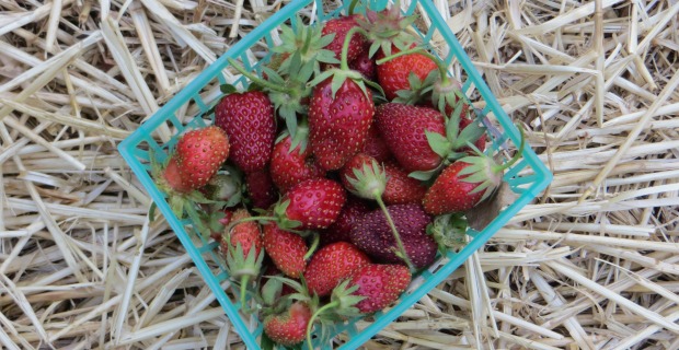 Strawberries!!!