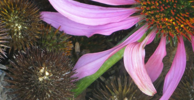 Reflections on Community + Echinacea Seeds to Spare