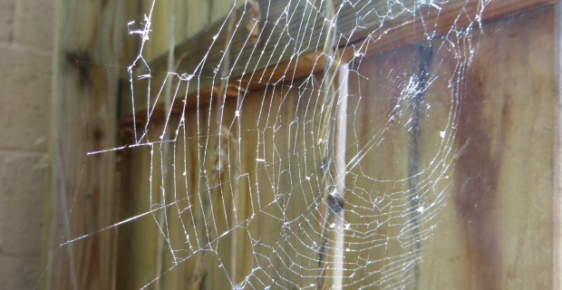 4 Simple Tips to Rid Your Home of Spiders!