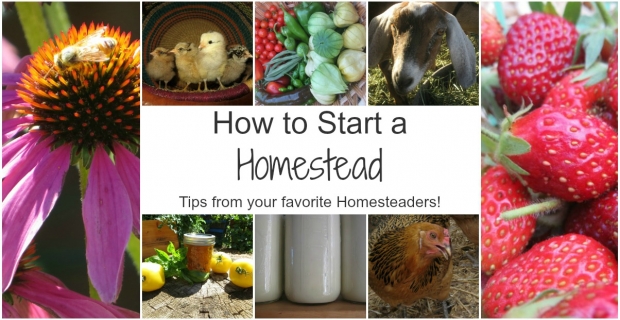How to Start Your Homestead