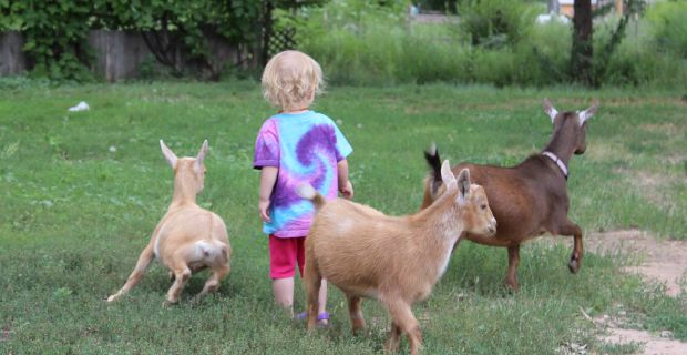 A Girl & Her Goats