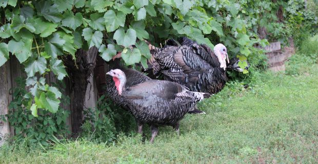 Raising Turkeys – An Update