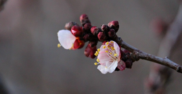 Early Apricot Blossoms